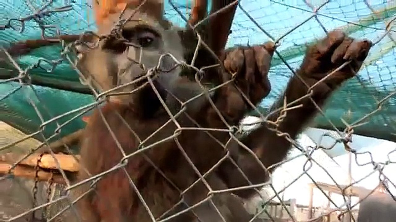 Paul O Gradys Animal Orphans S01E01