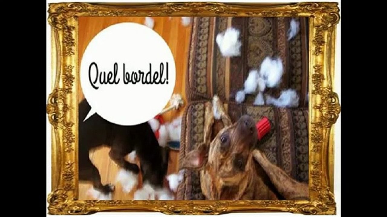 Quel Bordel - What A Mess . (Expression parisienne- française)