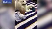 Chó Samoyed siêu dễ thương, cầm điện thoại cho bé trai xem hoạt hình