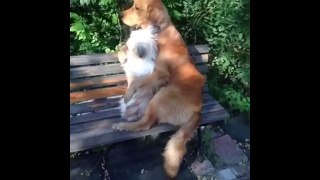 Friends - Funny Animals