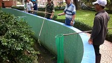 有毒青蛇抓一大堆