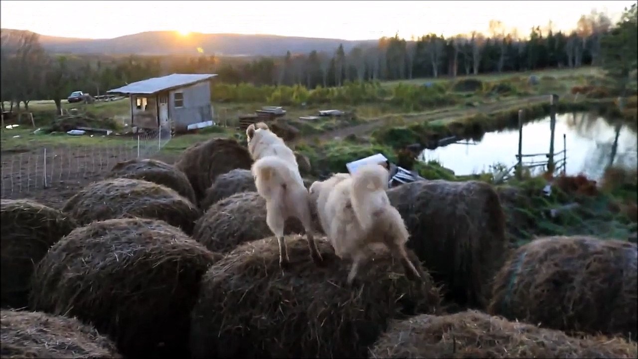 Mieux que saute mouton, saute ballots de paille! Chiens trop marrant