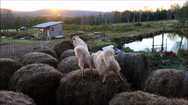 Mieux que saute mouton, saute ballots de paille! Chiens trop marrant