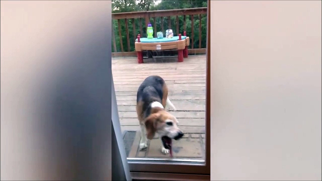 Ma langue est trop lourde!! Trop marrant le chien