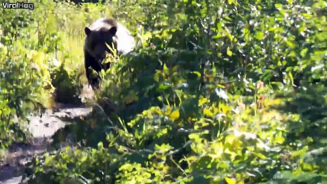 Ils tombent sur un Grizzly en rando dans le Glacier National Park. rencontre flippante!