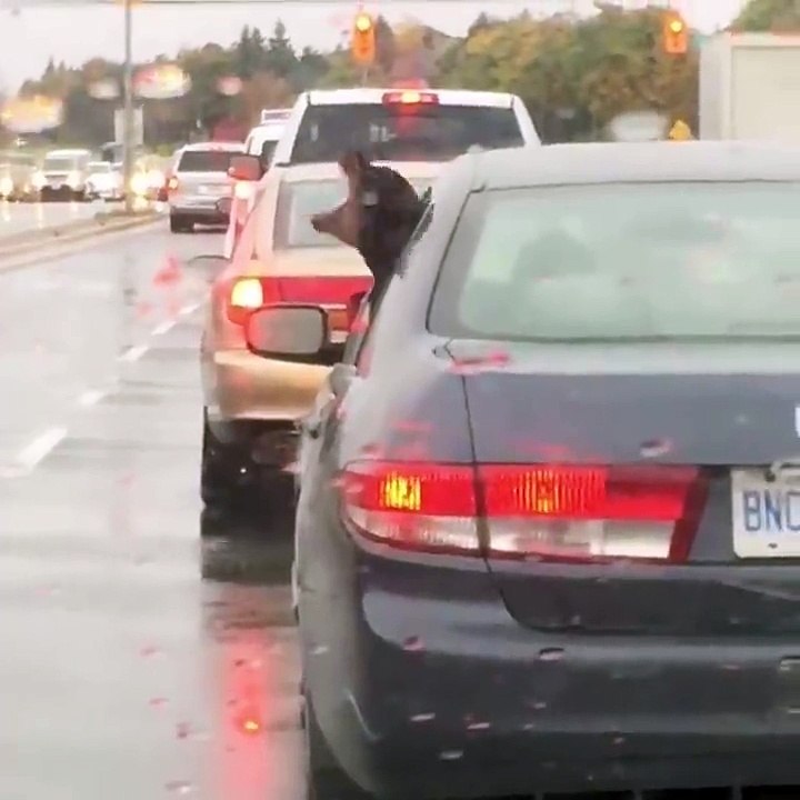 Un chien qui chante très bien !