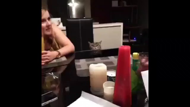 Публичное одиночество. Смешные приколы кошки