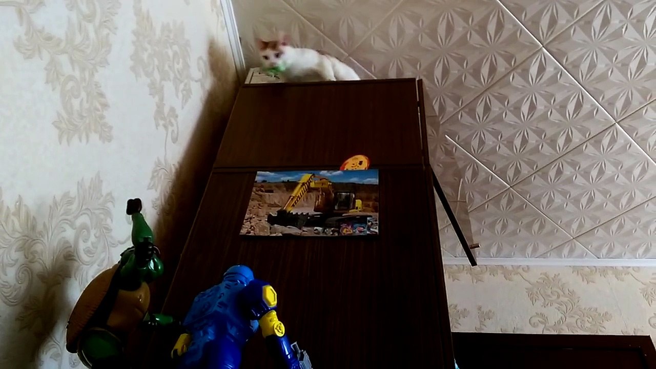 Удачный прыжок. Смешные приколы кошки