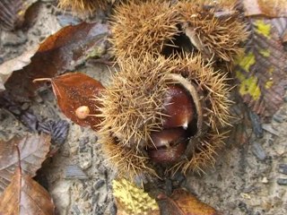 Balade automnale en châtaigneraies - Saint-Paul d'Izeaux 38140