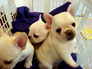 French Bulldog Puppy -Gaston 6 weeks old