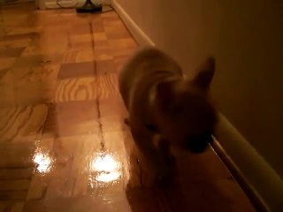 French Bulldog Puppy v. Doorstop