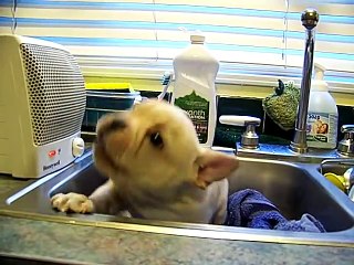 French Bulldog Puppy vs The Blow Dryer - Who wins