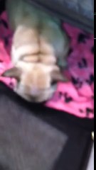 French bulldog puppy wife Bday surprise