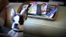 French Bulldog That Can Talk (Talking Frenchie)