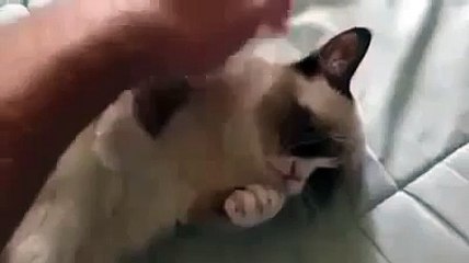 IL GATTO VUOLE ANCORA LE COCCOLE