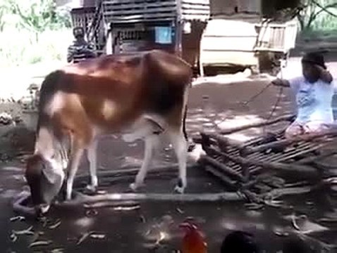 اک نہایت حیرت انگیز وڈیو - اک بار ضرور دیکھیں