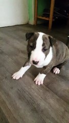 Bull Terrier MAGNUM À Donner  $$$$$