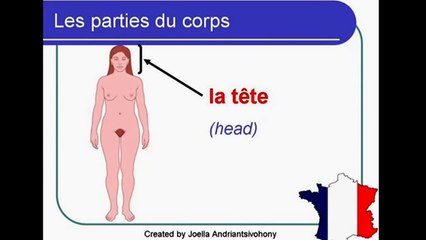 أعضاء الجسم بالفرنسية Les membres du corps en français