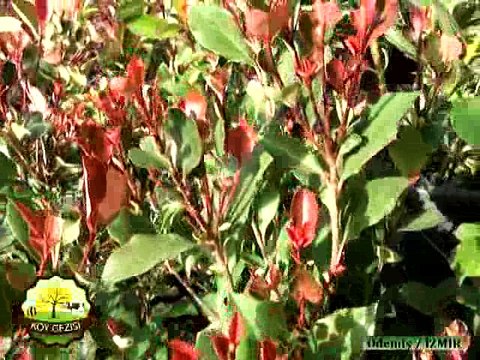 294 Ödemiş Süs Bitkileri Sergisi 2016