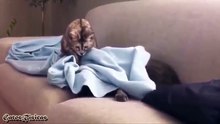 funny cats