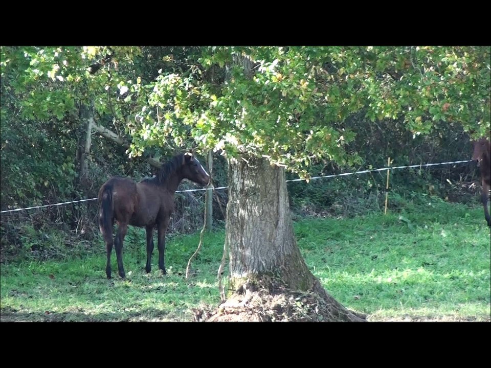 Foals "F" sevrés novembre 2015