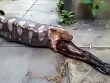 Amazing snake anaconda eating a cow on the spot !