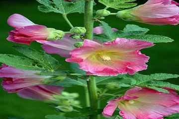 진구안마시술소 마산안마시술소 밤전닷컴