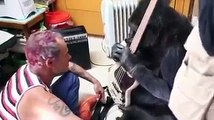 Il bassista dei Red Hot Chili Peppers suona con il gorilla Koko. Quello che fa l'animale è fantastico!