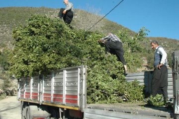 Defne Yaprağı, Andırınlıların Yüzünü Güldürdü
