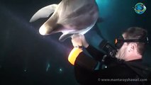 Un delfino si avvicina ad un sub. Il motivo è commovente!