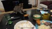 Bengal Kitten Picks Fight With Toast