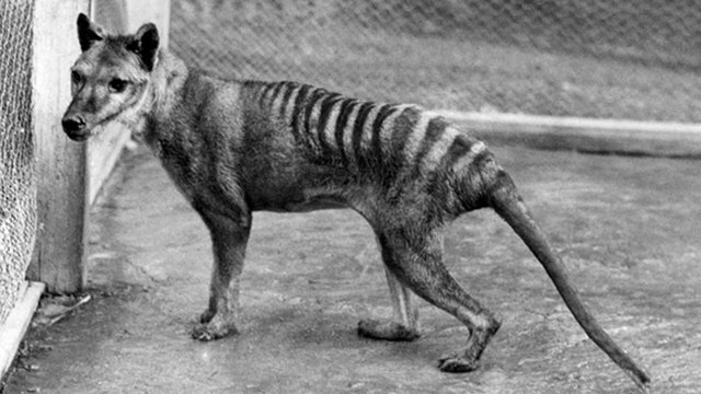 6 espèces d'animaux disparues depuis 1900