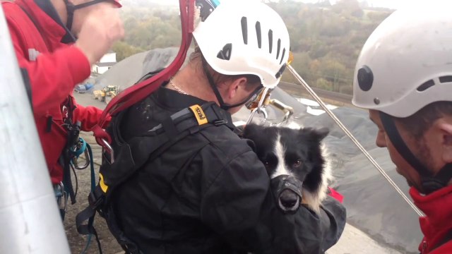 Le baptême de l'air des chiens pisteurs
