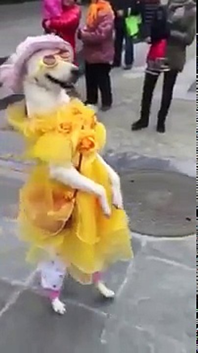 Guy dresses up as dog's favorite toy ORIGINAL