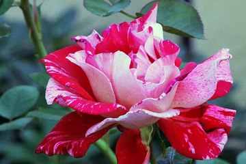 구글검색 밤전 역삼건마 썰 서초휴게텔