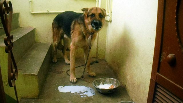 german shepherd drinking milk