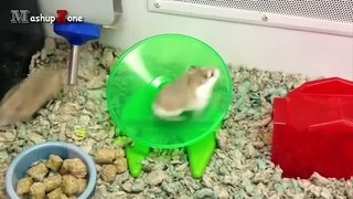 Hamsters - A Cute Hamster And Funny Hamster Videos Compilation -- NEW HD