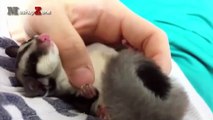 Sugar Glider - A Funny And Cute Sugar Glider Videos Compilation -- NEW HD