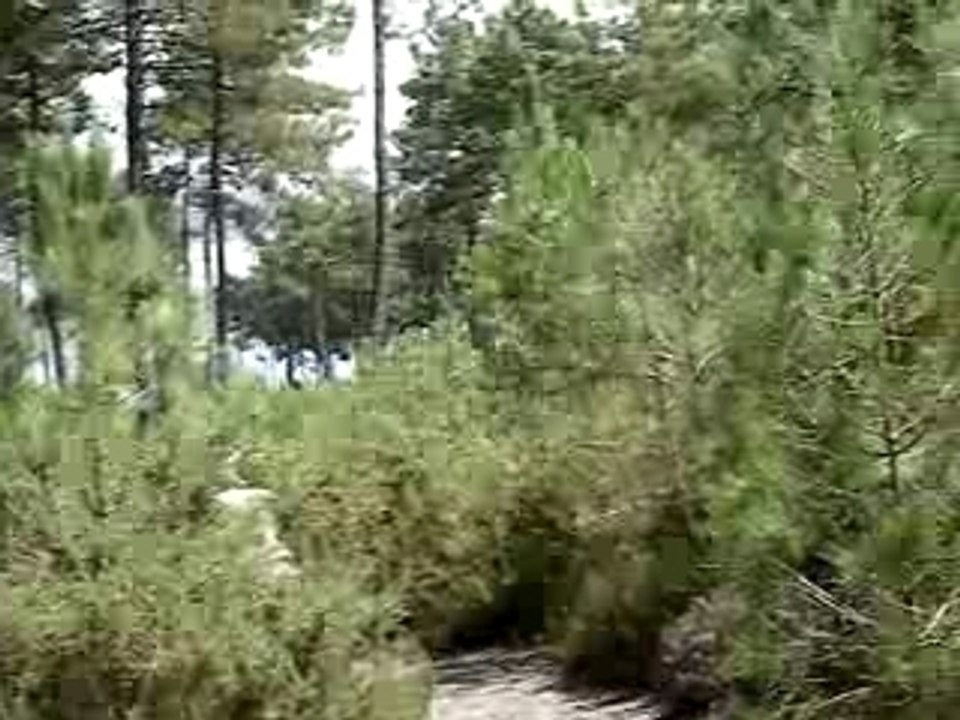 tarzan est de retour