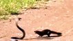 سانپ بمقابلہ نیولا حقیقی جنگ HD - سانپ بمقابلہ ایلسی نیولا}(Snake vs Mongoose Real Fight HD - Snake vs Mongoose Fight