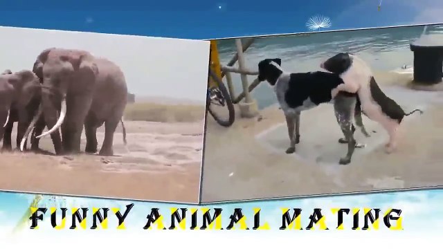 Filler Nasıl Çiftleşir Hayvanlar Alemi İzle