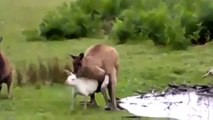 Kangurular Nasıl Çiftleşir Hayvanlar Alemi İzle