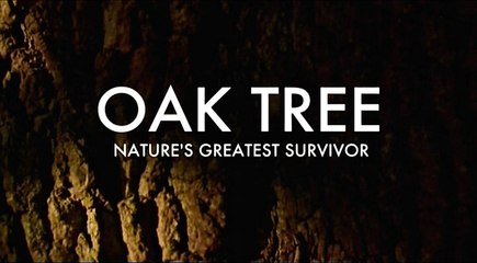 BBC Дуб - искусство выживания. 1 серия Осень и Зима (2016)