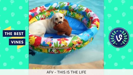 Best Fails Vines Compilation   Top Fail Vines May 2016 #2