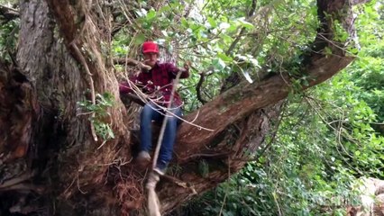 Man Vs. Nature    A FailArmy Tree Fails Compilation