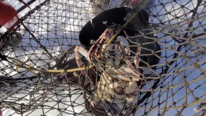 2015 BERING SEA ICE CRAB FISHING