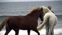 Tre cavalli sono in riva al mare. Quando quest'uomo si avvicina fanno qualcosa di meraviglioso!