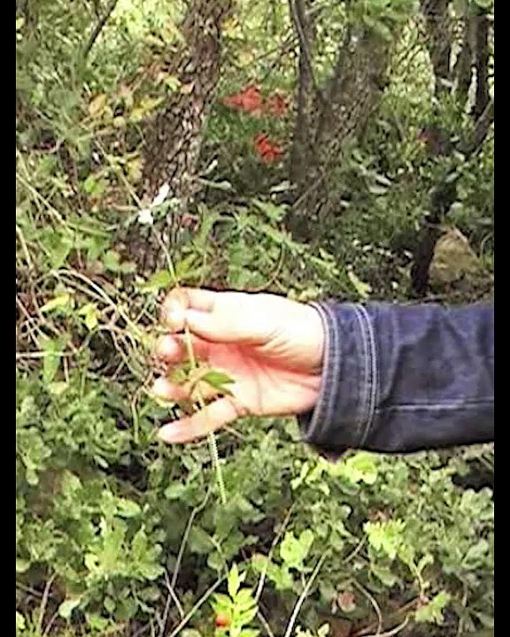 MobiThau - Application de découverte de l'étang de Thau (Hérault 34)