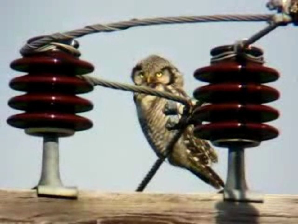 HAWK OWL