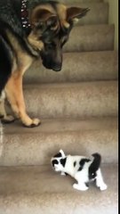 un chien aide un chaton à monter les marches d'un escalier